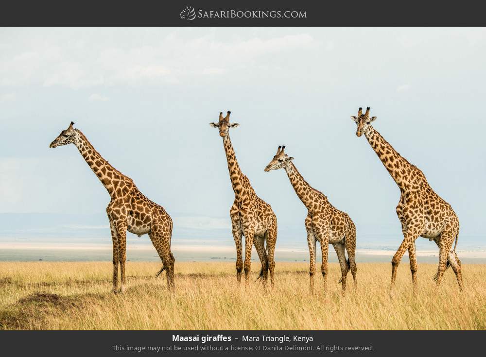 Masai giraffes in Mara Triangle, Kenya