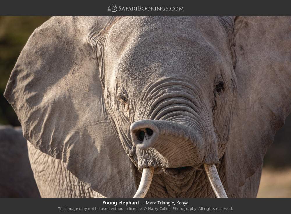 Young elephant in Mara Triangle, Kenya