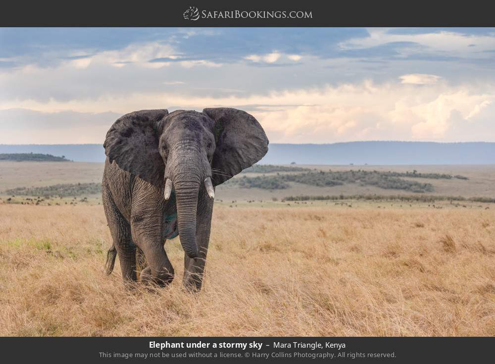 Elephant under a stormy sky in Mara Triangle, Kenya