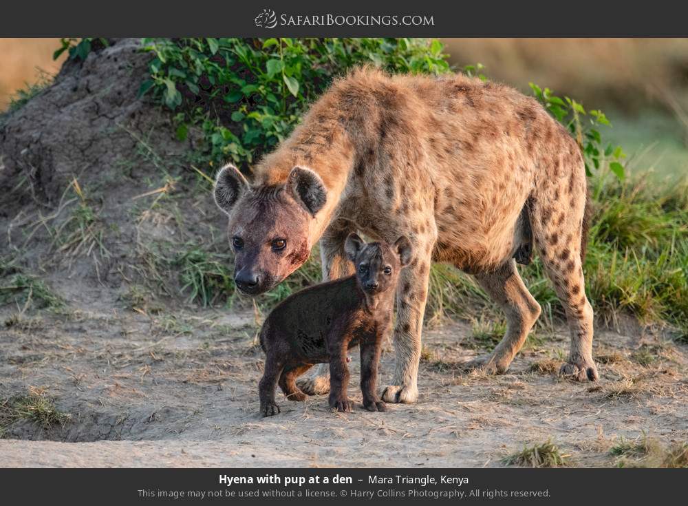 Hyena with cub at a den in Mara Triangle, Kenya