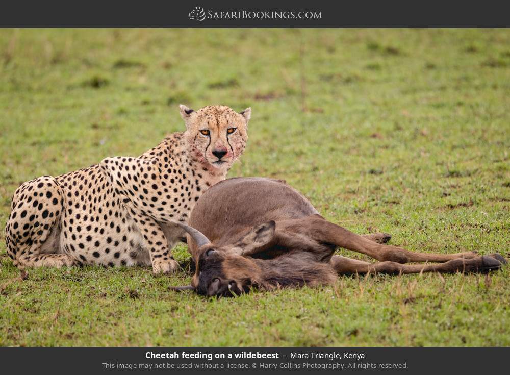 Cheetah feeding on a wildebeest in Mara Triangle, Kenya