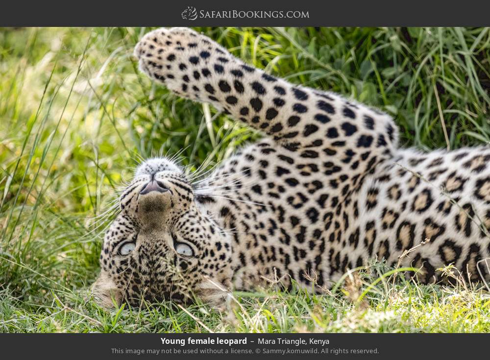 7-Day Where Wildlife Meets Wonder into Four Parks image 4
