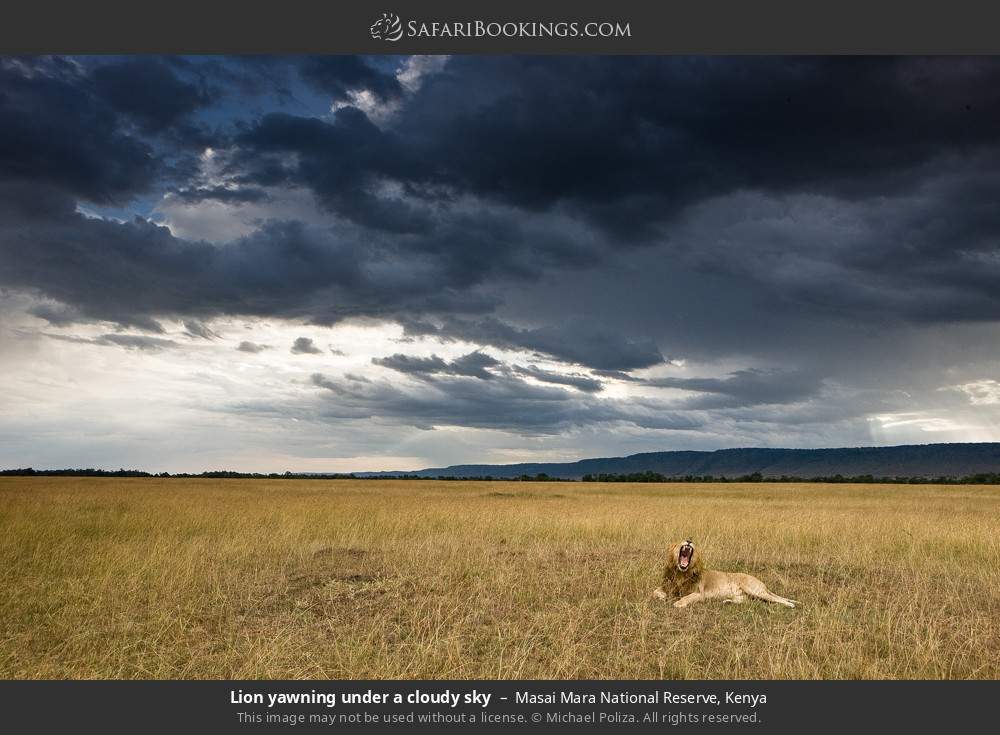 Lion yawning under a cloudy sky in Masai Mara National Reserve, Kenya