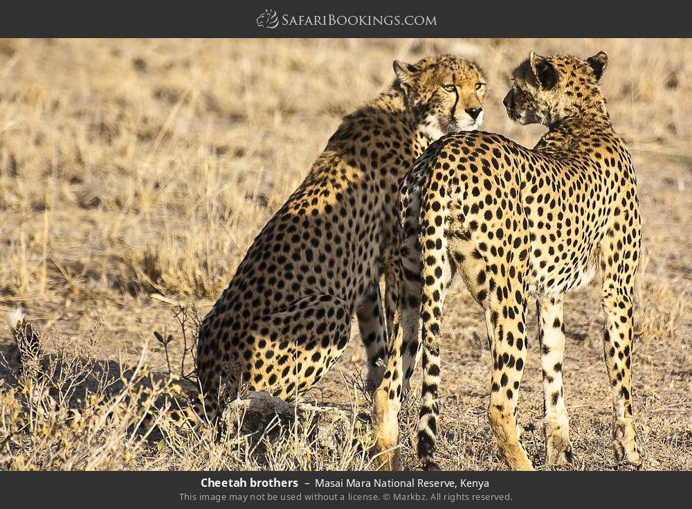 Cheetah brothers in Masai Mara National Reserve, Kenya