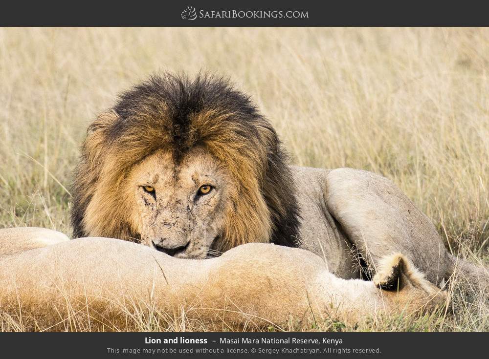 Lion and lioness in Masai Mara National Reserve, Kenya