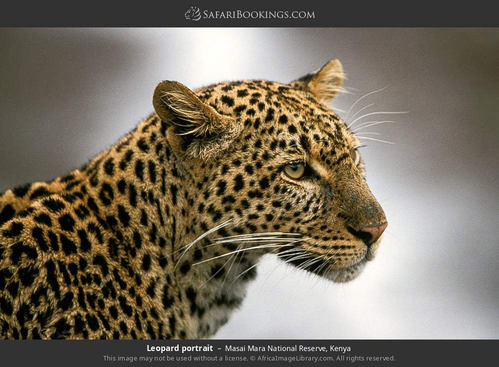 Leopard portrait in Masai Mara National Reserve, Kenya