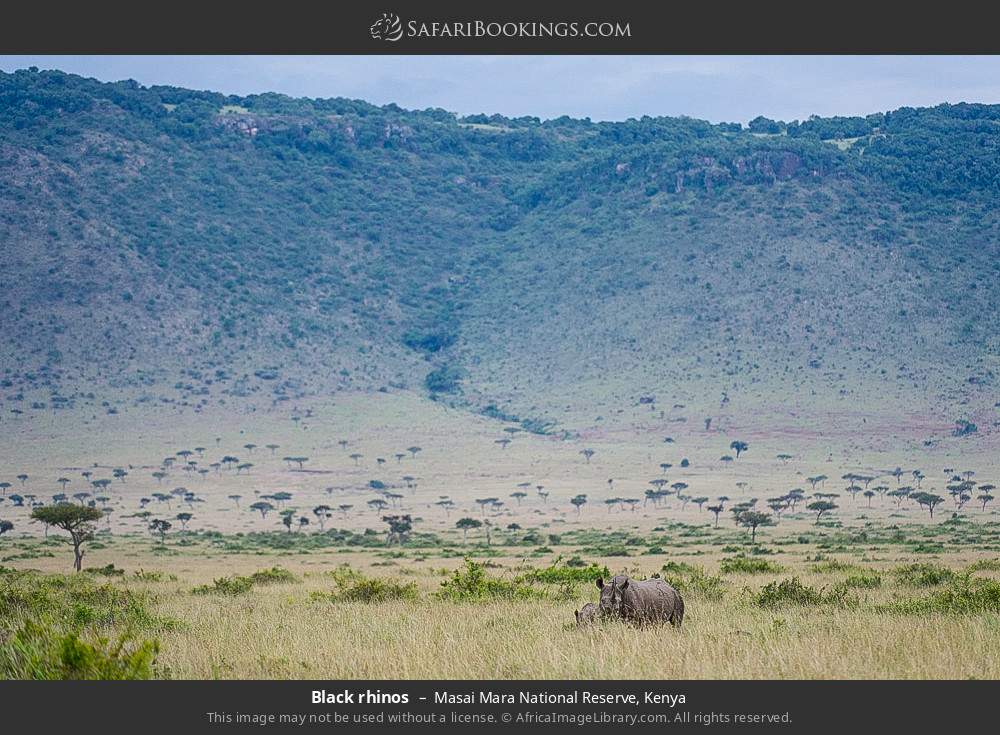 Black rhinos in Masai Mara National Reserve, Kenya