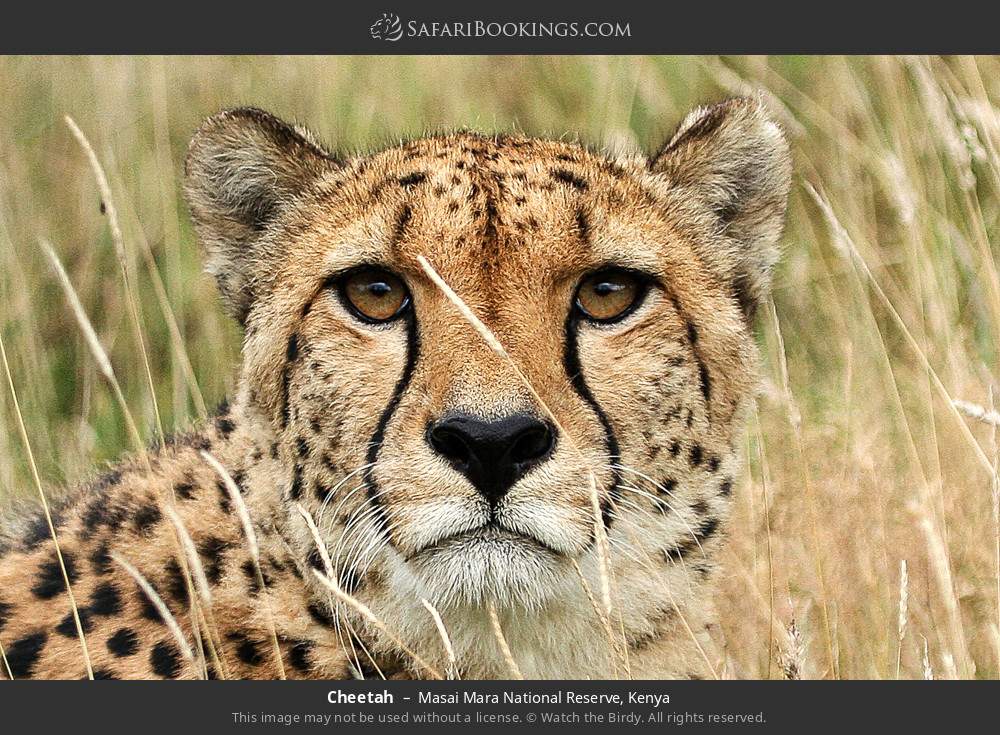 Cheetah in Masai Mara National Reserve, Kenya