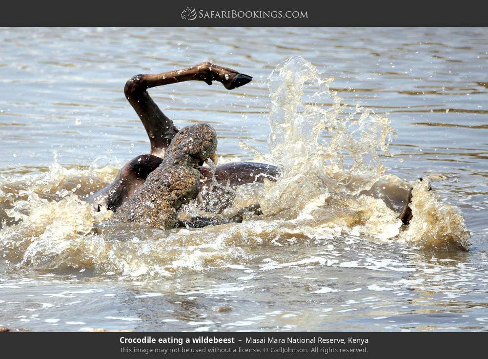 Crocodile eating a wildebeest in Masai Mara National Reserve, Kenya