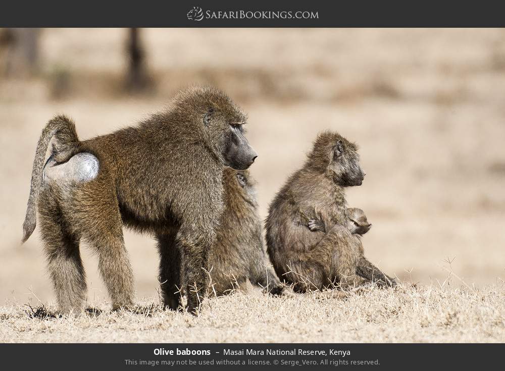 Olive baboons in Masai Mara National Reserve, Kenya