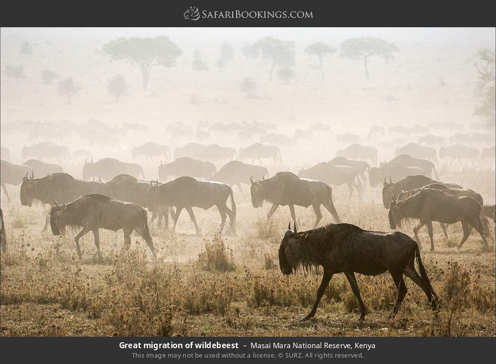 Сафари 6. Миграция животных в саванне. Masai Mara game Reserve. Миграция гну. Сафари в Кении антилопа гну фото.