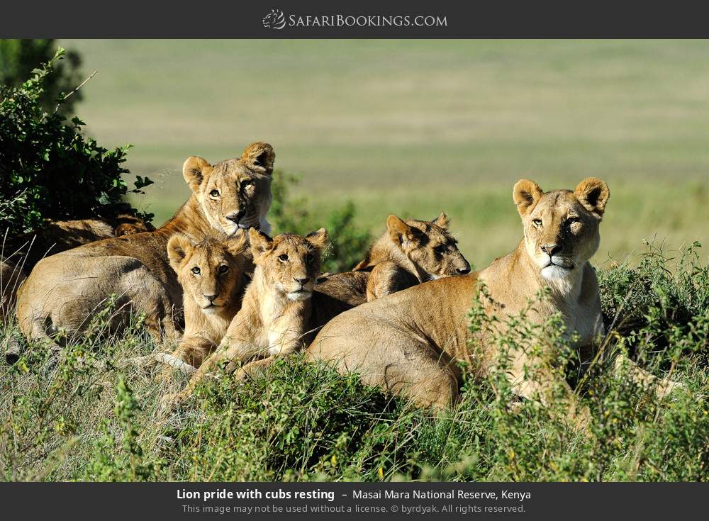 Lion pride with cubs resting in Masai Mara National Reserve, Kenya