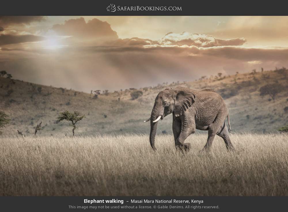 Elephant walking in Masai Mara National Reserve, Kenya