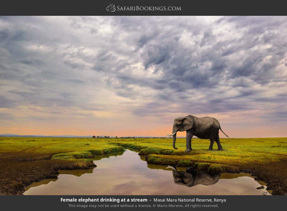 Female elephant drinking in Masai Mara National Reserve, Kenya