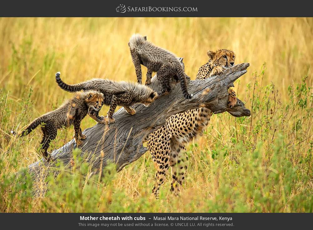 Mother cheetah with cubs in Masai Mara National Reserve, Kenya