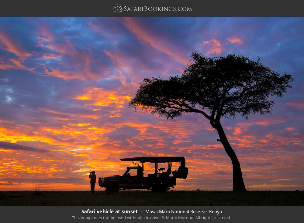 Safari vehicle at sunset in Masai Mara National Reserve, Kenya