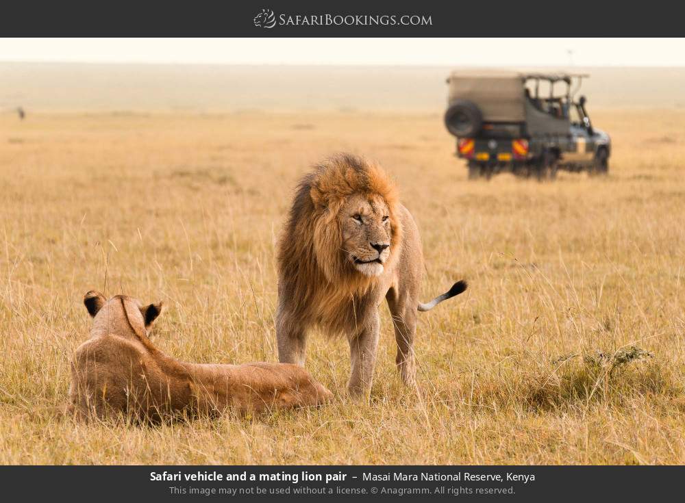 Safari vehicle and a mating lion pair in Masai Mara National Reserve, Kenya