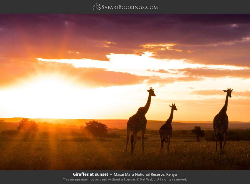 Giraffes at sunset in Masai Mara National Reserve, Kenya