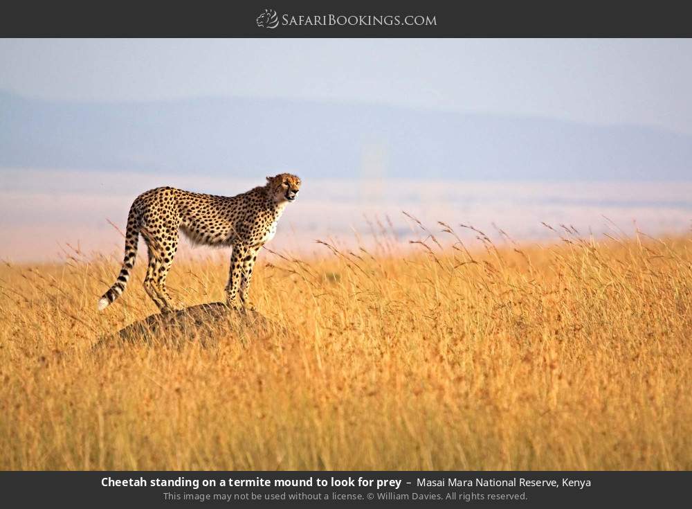 Cheetah standing on a termite mound to look for prey in Masai Mara National Reserve, Kenya