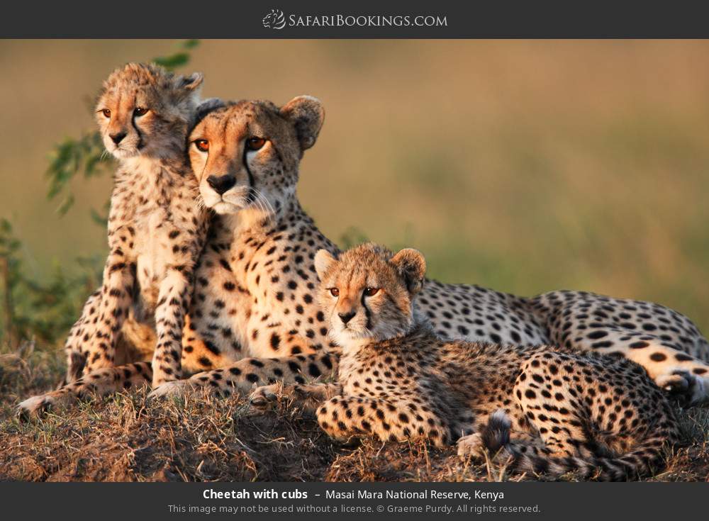 Cheetah with cubs in Masai Mara National Reserve, Kenya