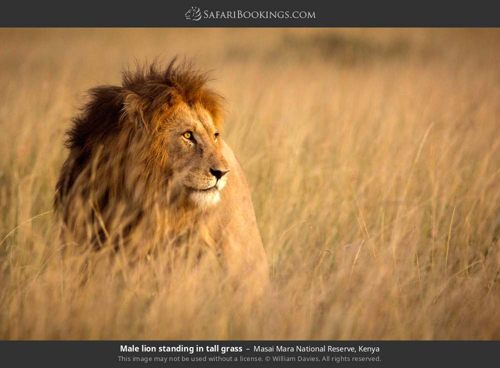 Male lion standing in tall grass in Masai Mara National Reserve, Kenya