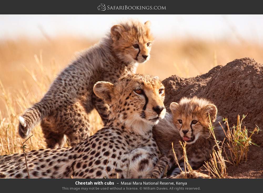 Cheetah with cubs in Masai Mara National Reserve, Kenya