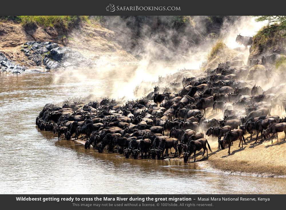 Wildebeest getting ready to cross the Mara River during the great migration in Masai Mara National Reserve, Kenya