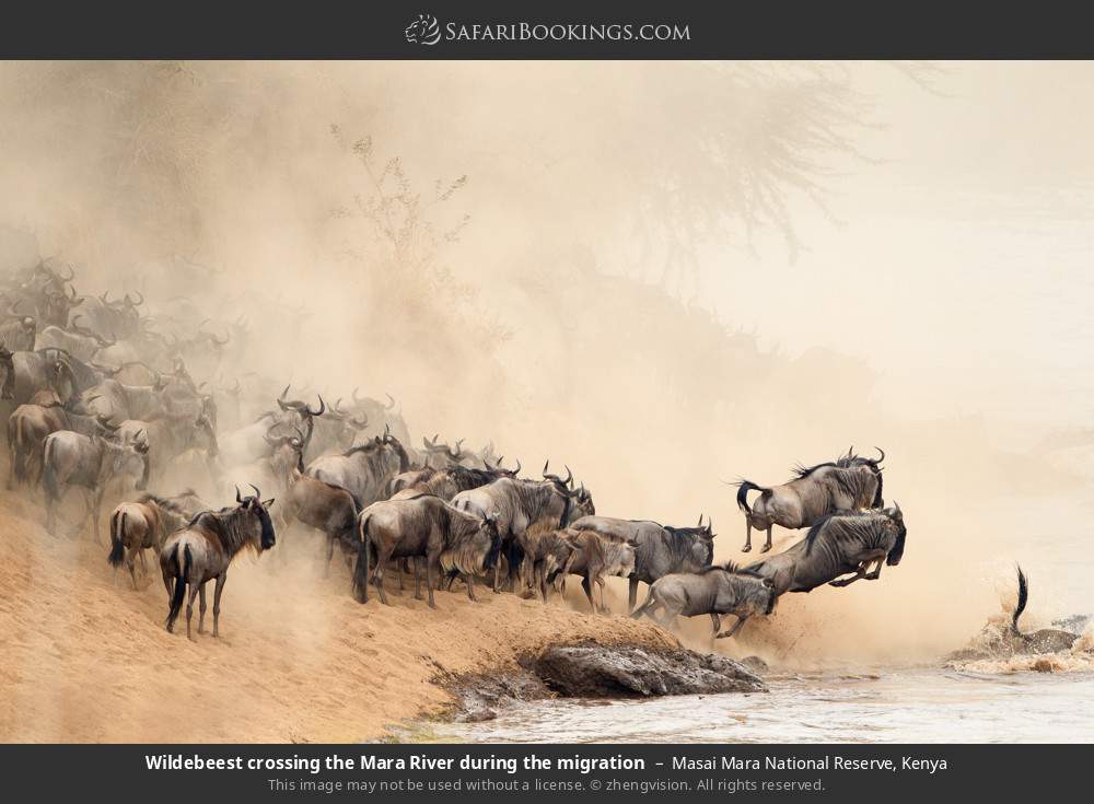 Wildebeest crossing the Mara River during the migration in Masai Mara National Reserve, Kenya