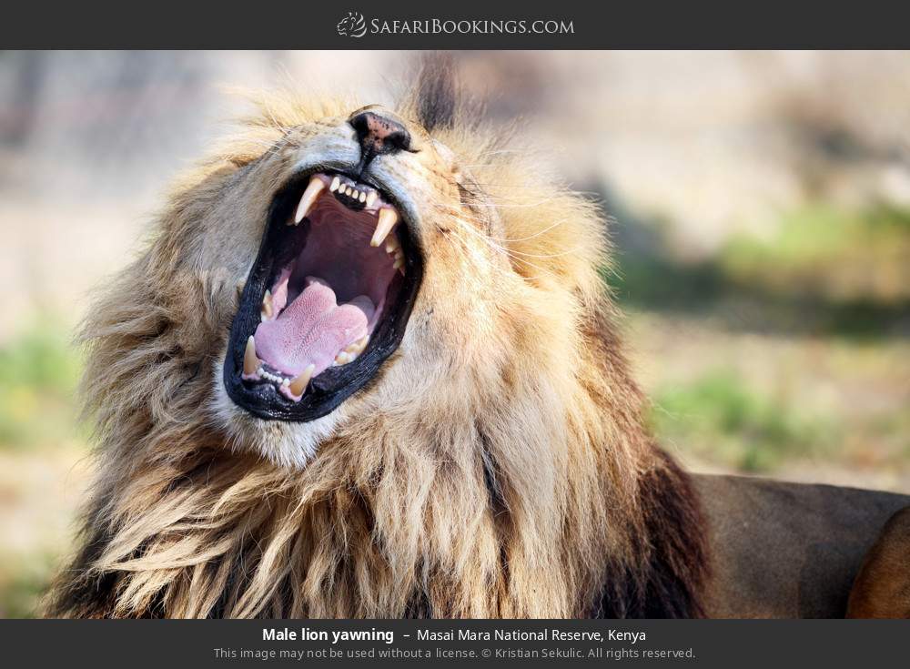 Male lion yawning in Masai Mara National Reserve, Kenya