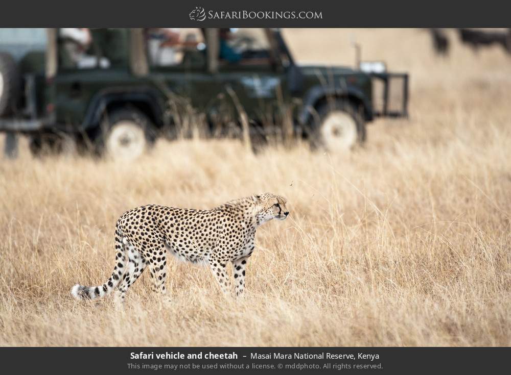 Safari vehicle and cheetah in Masai Mara National Reserve, Kenya