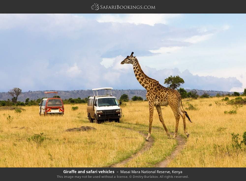 Kenya Safari: 10-Day Wildlife and Waves Memorable Group Joining Safari