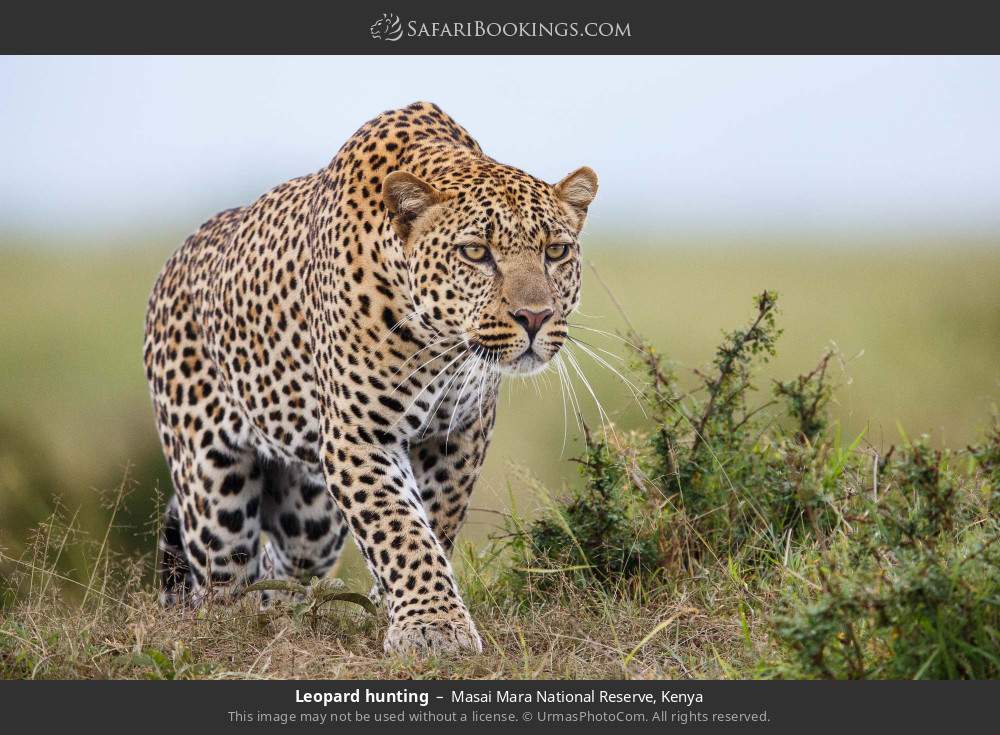 Leopard hunting in Masai Mara National Reserve, Kenya