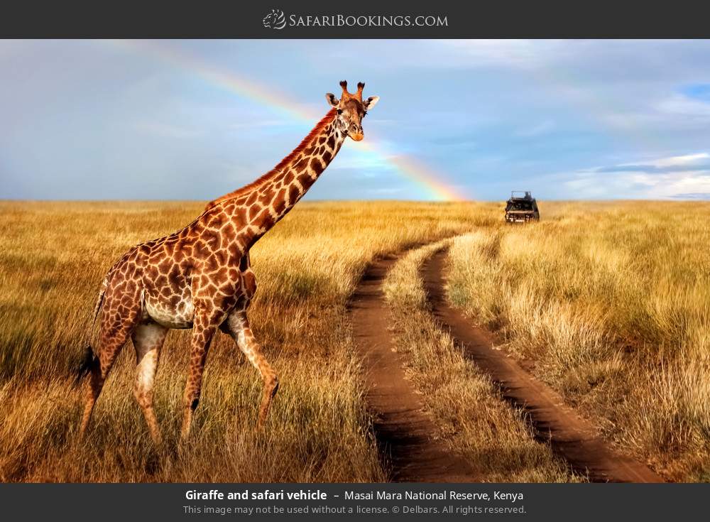 Giraffe and safari vehicle in Masai Mara National Reserve, Kenya