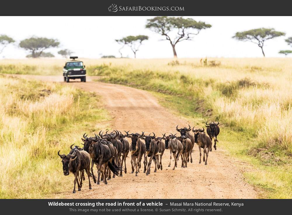 Wildebeest crossing the road in front of a vehicle in Masai Mara National Reserve, Kenya