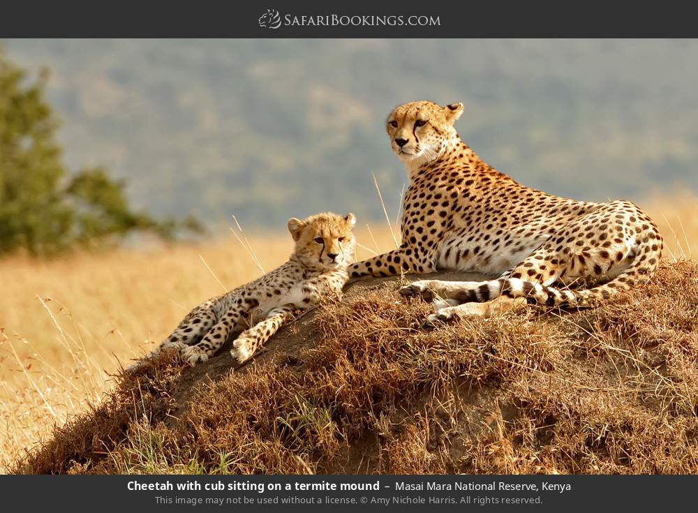 Cheetah with cub sitting on a termite mound in Masai Mara National Reserve, Kenya