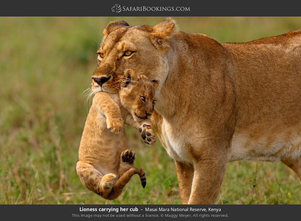 Lioness carrying her cub in Masai Mara National Reserve, Kenya