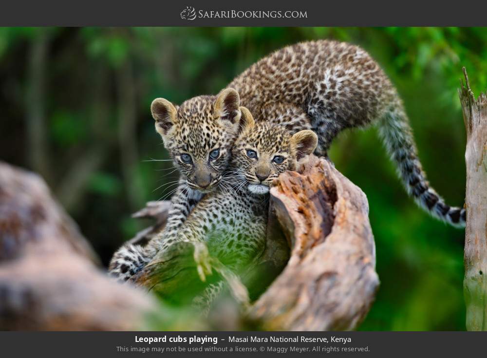 Leopard cubs playing in Masai Mara National Reserve, Kenya