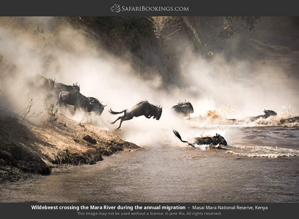 Wildebeest crossing the Mara River during the great migration in Masai Mara National Reserve, Kenya