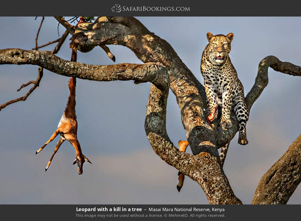 Leopard with a kill in a tree in Masai Mara National Reserve, Kenya