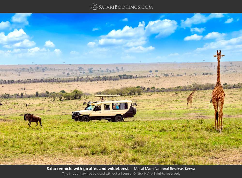 Safari vehicle with giraffes and wildebeest in Masai Mara National Reserve, Kenya