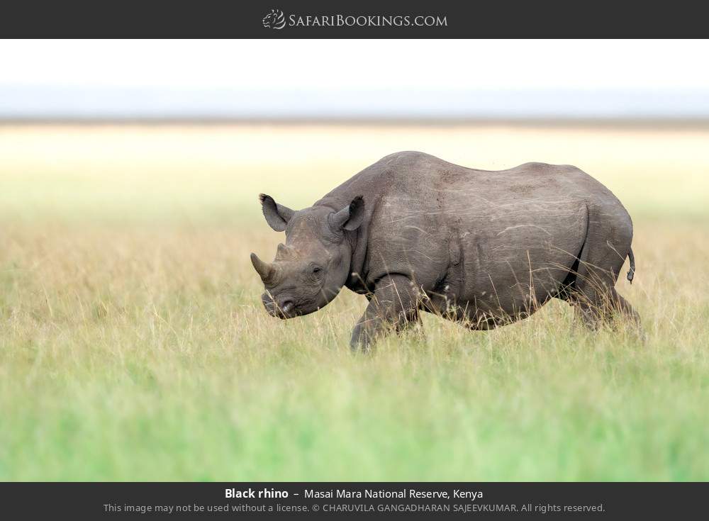 Black rhino in Masai Mara National Reserve, Kenya