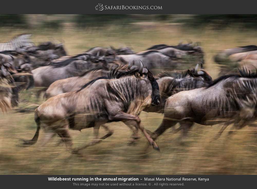 Wildebeest running in the annual migration in Masai Mara National Reserve, Kenya