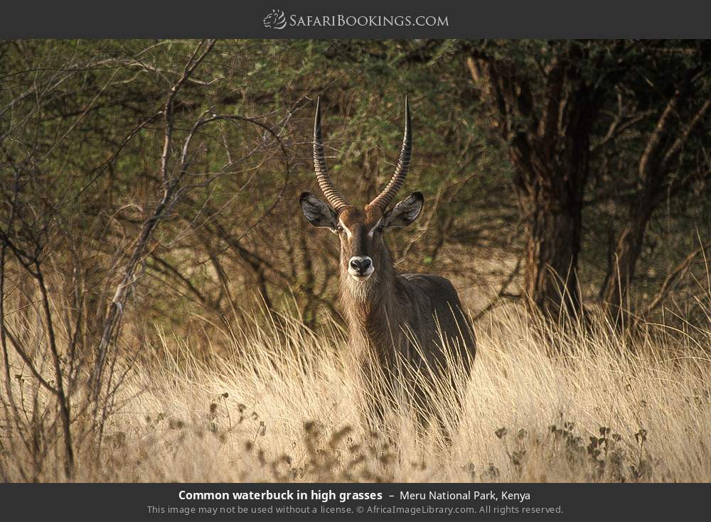 Common waterbuck in high grass in Meru National Park, Kenya