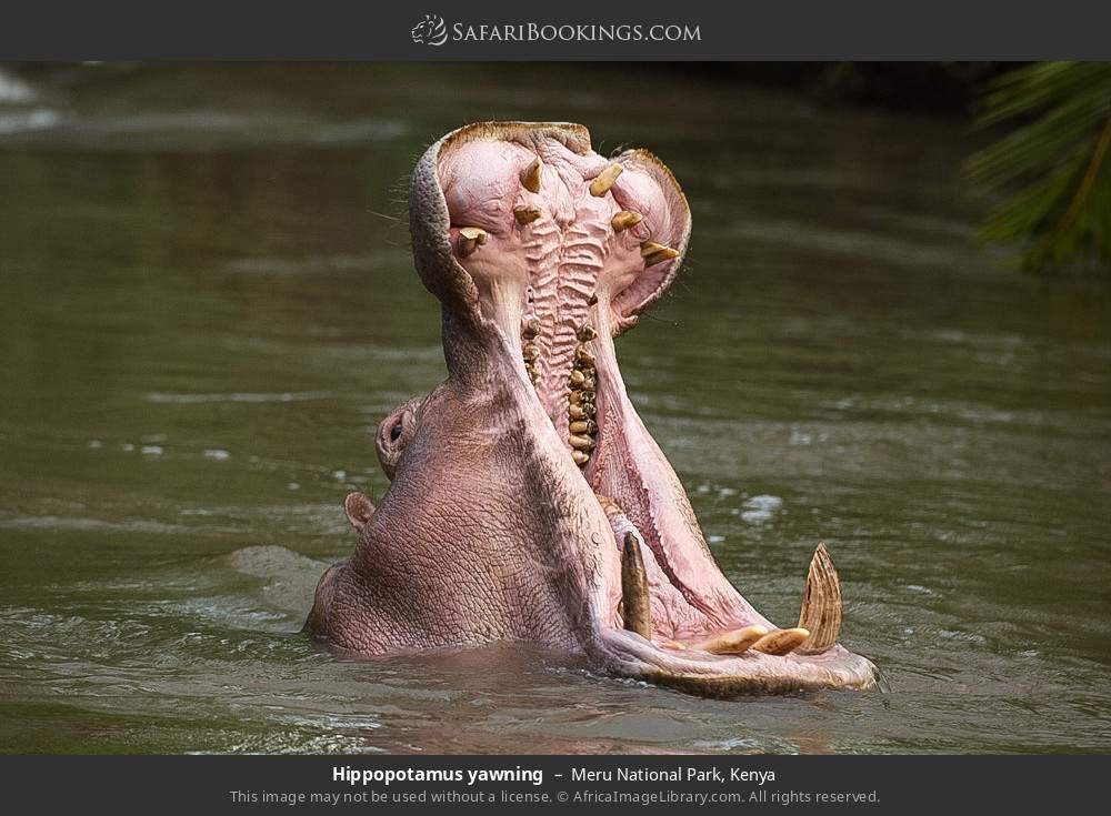 Hippopotamus yawning in Meru National Park, Kenya