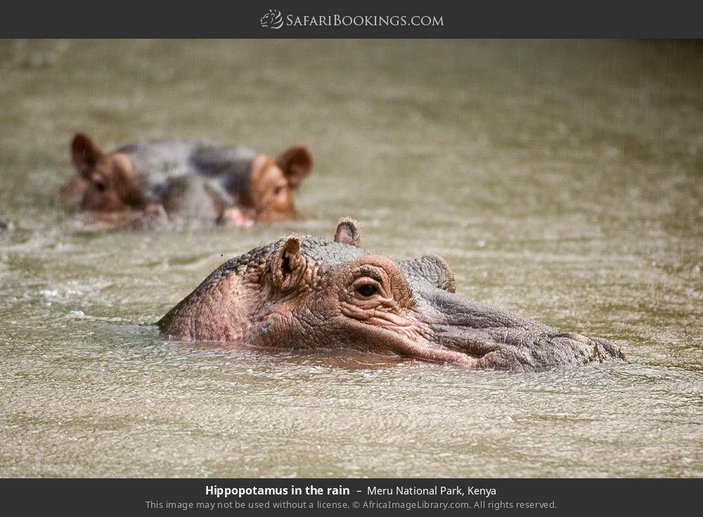 Hippopotamuses in the rain in Meru National Park, Kenya