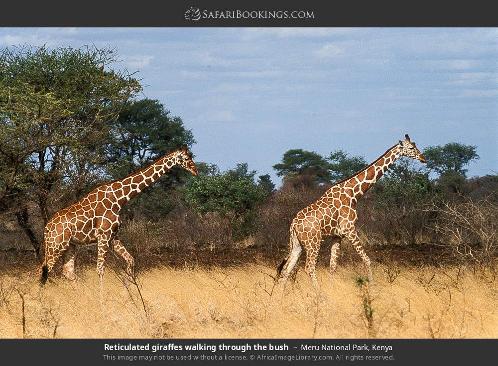 Reticulated giraffes walking through the bush in Meru National Park, Kenya