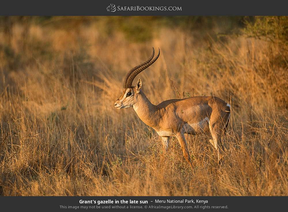 Grant's gazelle in the late sun in Meru National Park, Kenya