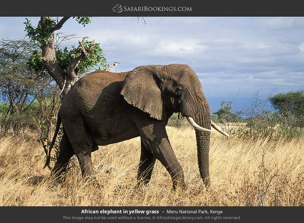 African elephant in yellow grass in Meru National Park, Kenya