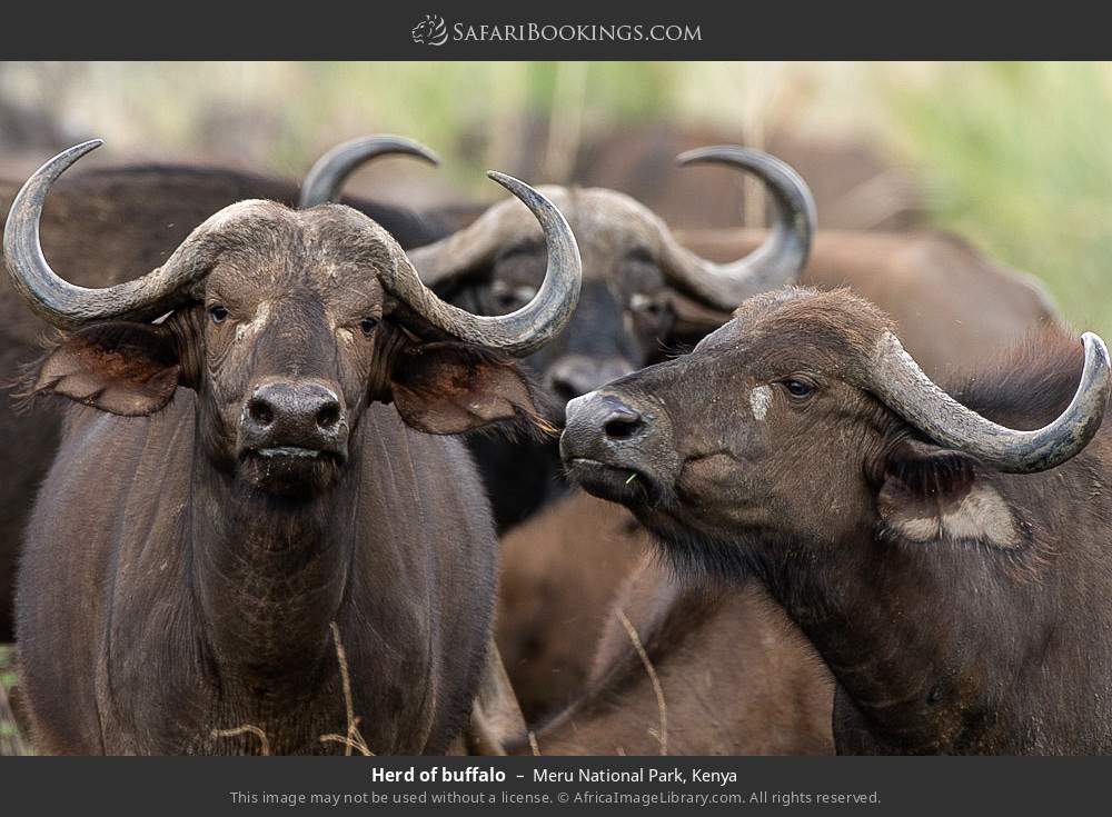 Herd of buffalo in Meru National Park, Kenya