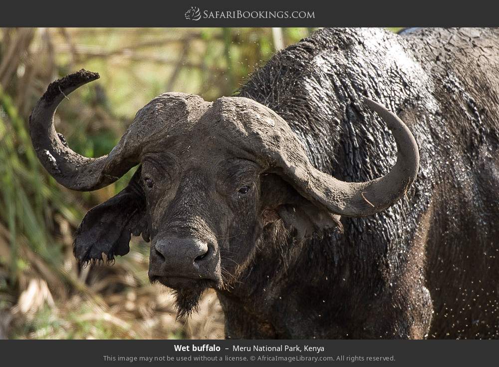 Wet buffalo in Meru National Park, Kenya
